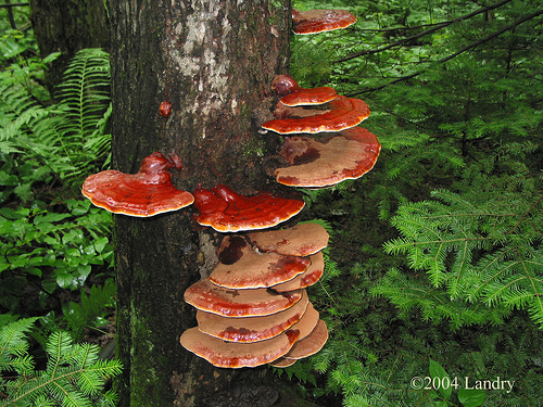 معرفی و راهنمای پرورش قارچ ها - قارچ شاخ گوزنی